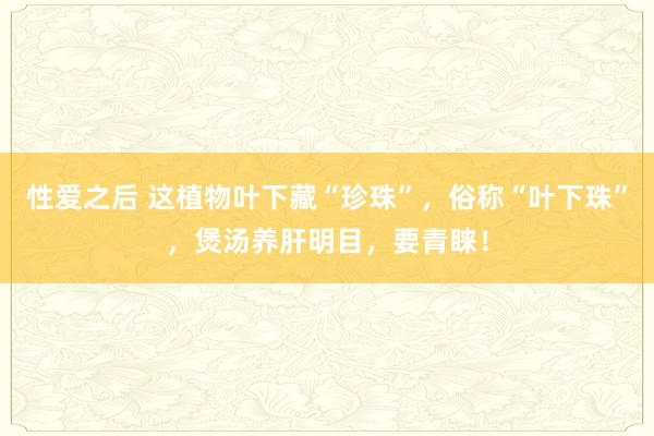 性爱之后 这植物叶下藏“珍珠”，俗称“叶下珠”，煲汤养肝明目，要青睐！
